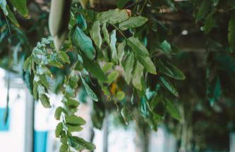 João Jungle - Foto 64