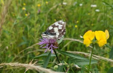 Erlachoase - Photo 27