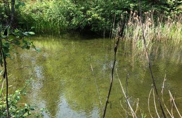 Wiejski Zakątek nad Wigrami - Foto 50