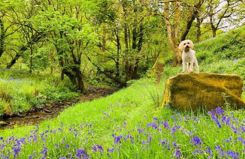 Cosy Pod-cabin Near Beautiful Landscape in Omagh - Foto 20
