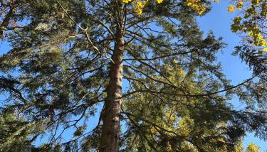 Różany Ogród - Foto 2