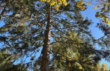 Różany Ogród - Foto 2