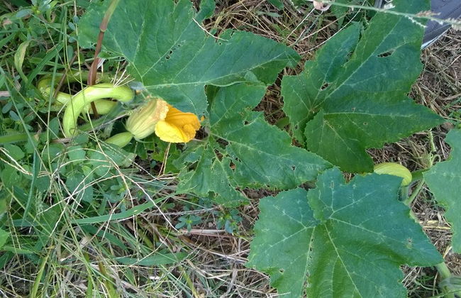 Farmhouse Paradiso - Foto 54