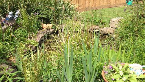 Hops and the Vines - Foto 2, Garden