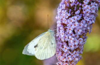 The Cowshed - Country Retreat - Foto 61