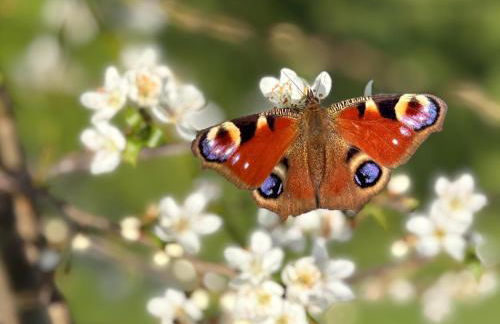 Ferienwohnung Kleines Paradies mit privater Sauna - Foto 38