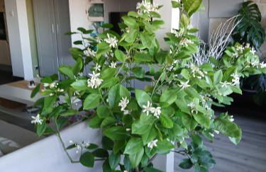 Le Coq De Champagne - Foto 8