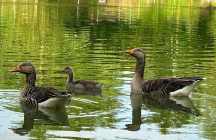 Puddle Duck Cottage - Foto 18