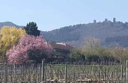 Fleur de Vigne - Foto 35