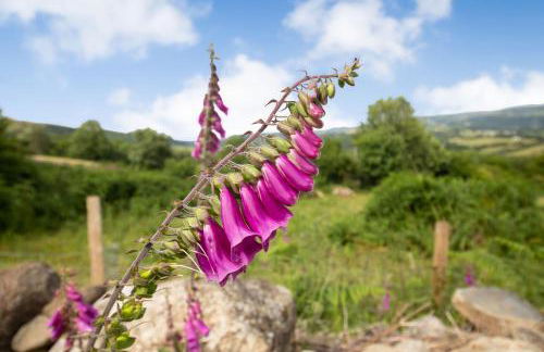 Pant Yr Iwrch - Foto 22