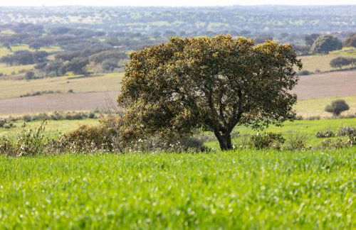 Casas Velhas - Casa da Taipa - Foto 20