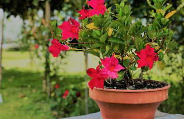 Villa Joyosa Apartments - Photo 48