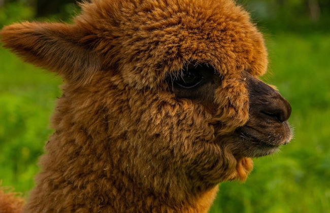 Alya Kartepe Villa Hotel - Foto 65