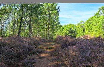 Maison de caractère - Foto 8