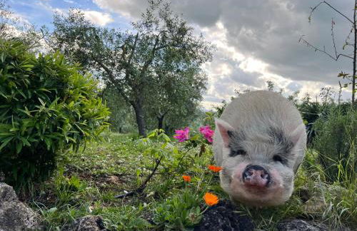 Agriturismo Pieve Sprenna - Foto 10