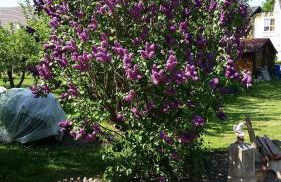 Ferienhaus Bohlingen - Haus 26 - Foto 9