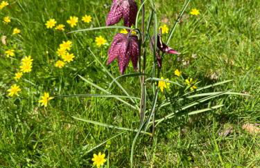 Trillow House, Clungunford, Ludlow - Foto 25