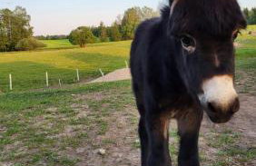 Siedlisko Bogdanka - Foto 11