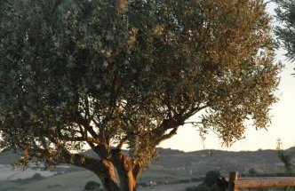 Agriturismo Baglio San Nicola - Foto 146