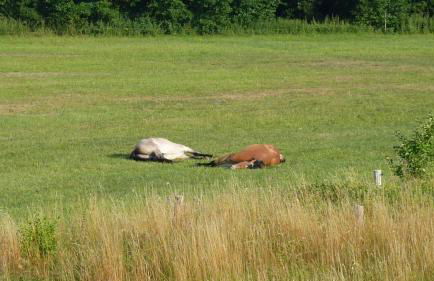 Landhaus Fischersruh Plauer See - Foto 16