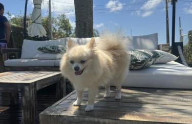 RJ Residencial Beira Mar Maravilhosa Casa Frente Mar da Pinheira com piscina - Foto 10