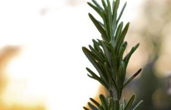 Natur - Quinta Nª Srª da Conceição - T4 - Golegã - Foto 23