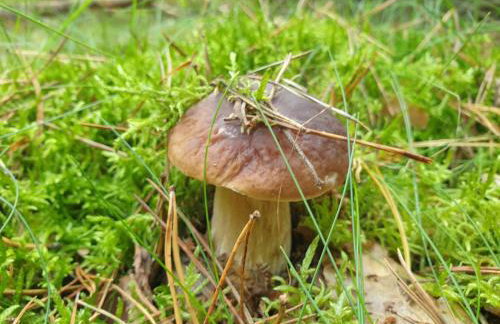 Wilczy Zew Private Spa & Nature - Foto 32