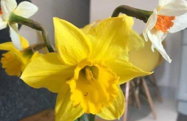 Elishaw Farm Holiday Cottages - Foto 46