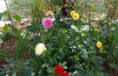 Maison coquette camarguaise - Foto 2