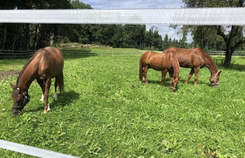 Ferienhof Weber Nieratz - Foto 31