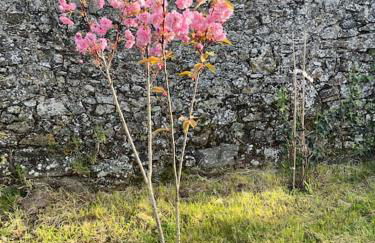 Charmant Cottage d'artistes - Foto 20