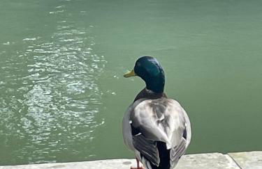 Le Clos de l'Armançon - Maisons de charme au bord de la rivière - Classé 4 étoiles - Foto 76