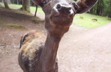 Alte Goldschmiede Südpfalz - Foto 49