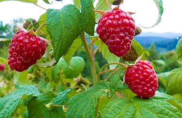 Halinówka - Twoje Miejsce w Górach Sowich - Foto 21