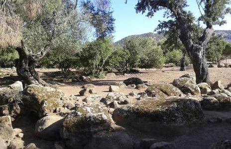 Il sughereto - Foto 21