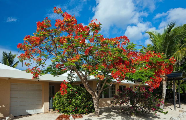 Sea Grape - Photo 26