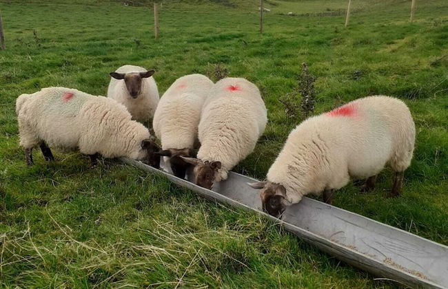 The Cuddly Cow Cosy Barn Studio Campview Farm Stay - Foto 23