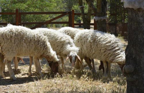 Agriturismo Poggio Ferrata - Foto 33