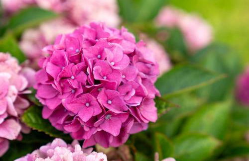 FeWo Haus Friesenkind - Photo 23