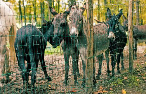 Podere Brughee - Foto 14