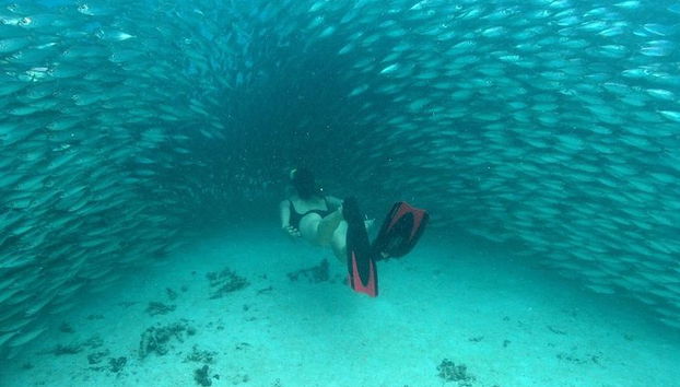 Entdecke eine erstaunliche Welt: Cenote-Erkundung und Dschungelflug. Büffet inklusive - Foto 3, Umgib dich mit wunderschönen Fischen beim Schnorcheln