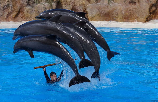 Excursión al Loro Parque desde Gran Canaria - Foto 1