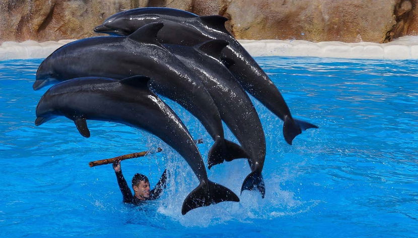 Espetáculo do Loro Parque