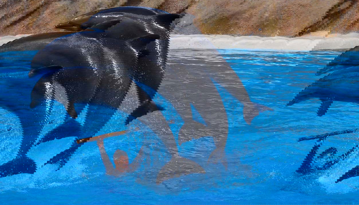 Don't forget the doplhin show too