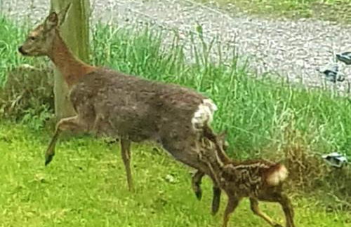 Sawmill Cottage - Foto 20