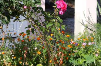 Apartments by the sea Zuronja - Peljesac - 10123 - Photo 12