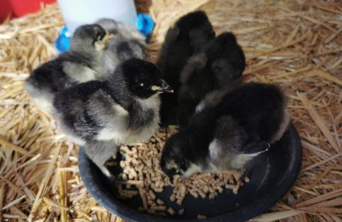 Urlaub im Neuseenland - Foto 27