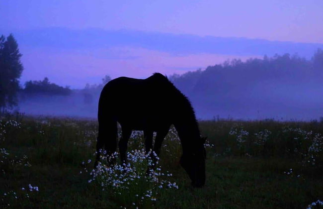 Charming 6 Bedroom House & Horse Farm - Sleeps 12 - Foto 20