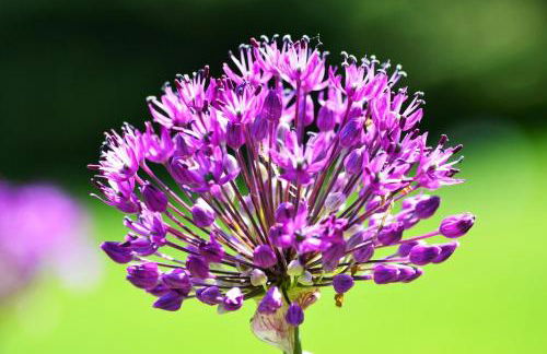 Carraig Mor Cottage - Beautiful House, Amazing Garden, Downtown Baileys Harbor - Foto 51