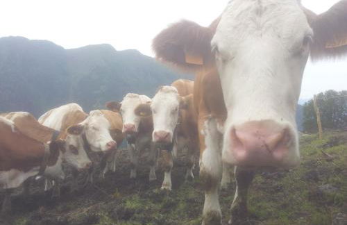 Agriturismo Stella Orobica - Foto 29